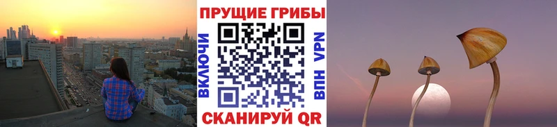 Псилоцибиновые грибы Cubensis  дарк нет наркотические препараты  Королёв 